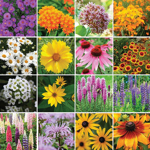 🔥Last day clearance💝Premium Cold-Hardy Mixed Perennial Flower Seeds - Selected 40+ Fall Planting Mix