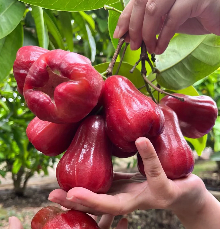 Wax-apple Fruit Seeds🍹