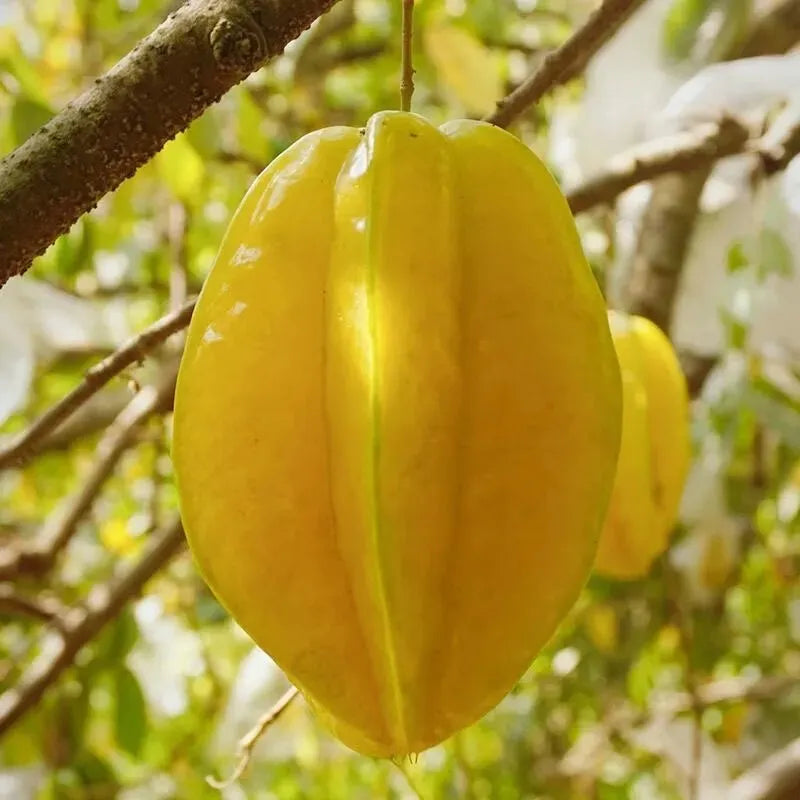 ⭐Sweet Starfruit Seeds-Four Seasons Potted