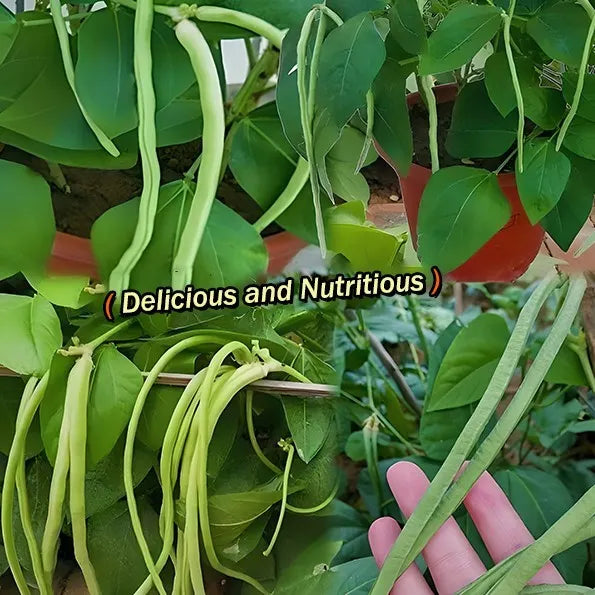 🫘Container Bush Beans Mascotte