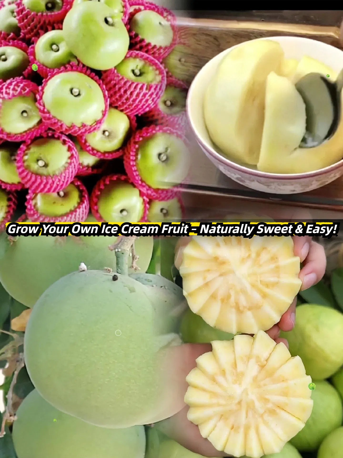 🍨 Ice Cream Fruit – White Persimmon 🍃Seeds