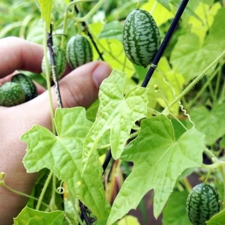 Thumb Watermelon Seeds 🍉