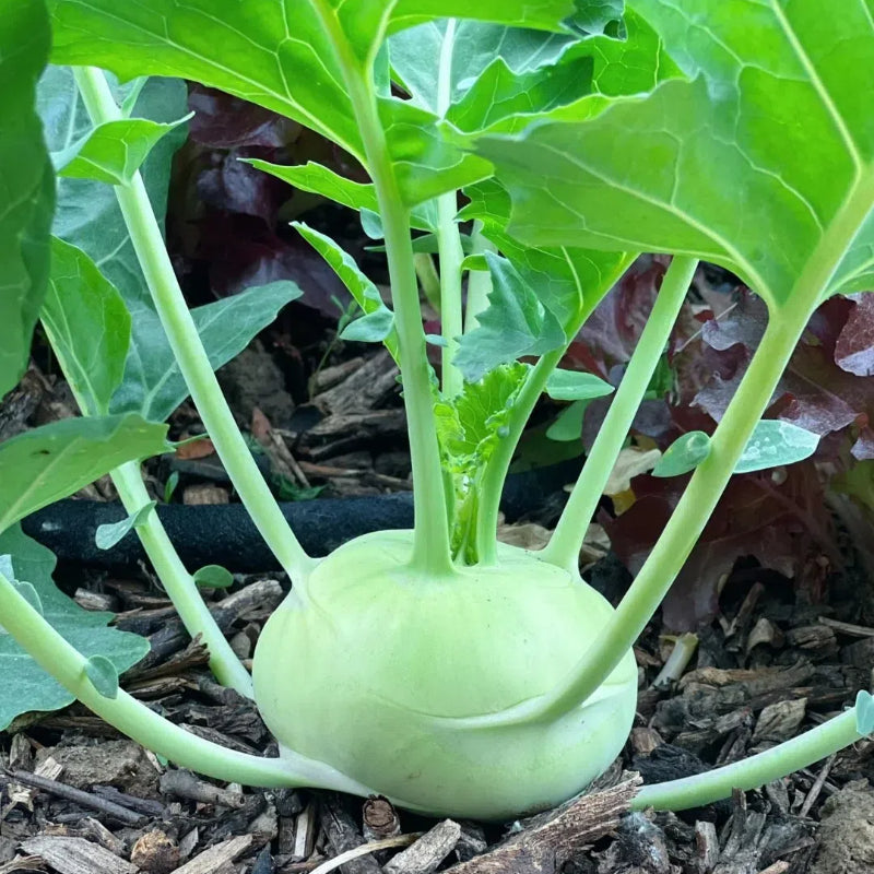 Purple Kohlrabi Seeds (Organic)