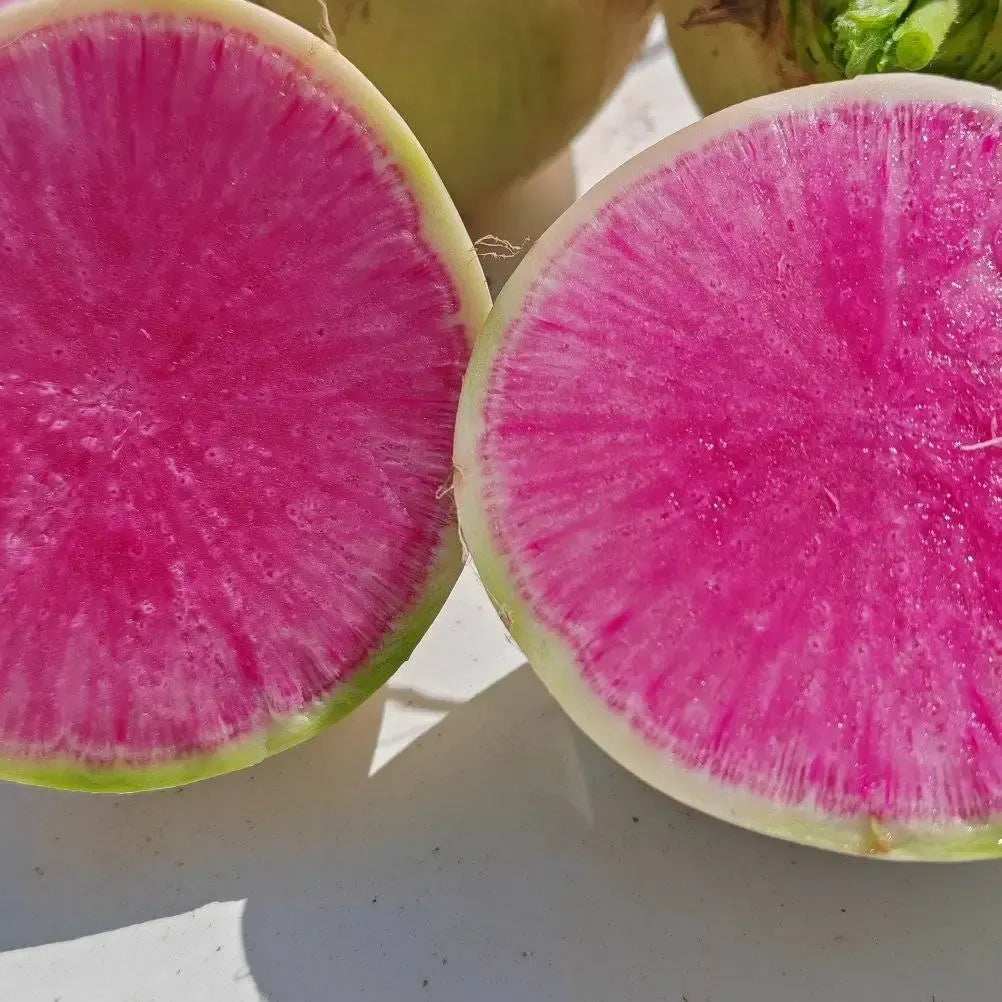 Radish Watermelon Seeds