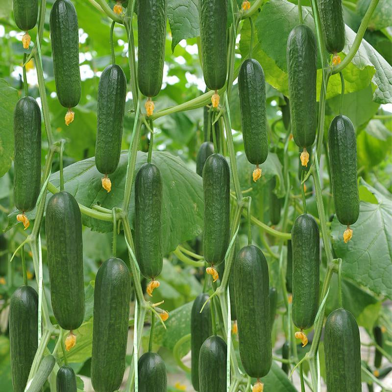Thorn-less Mini Cucumber Seeds