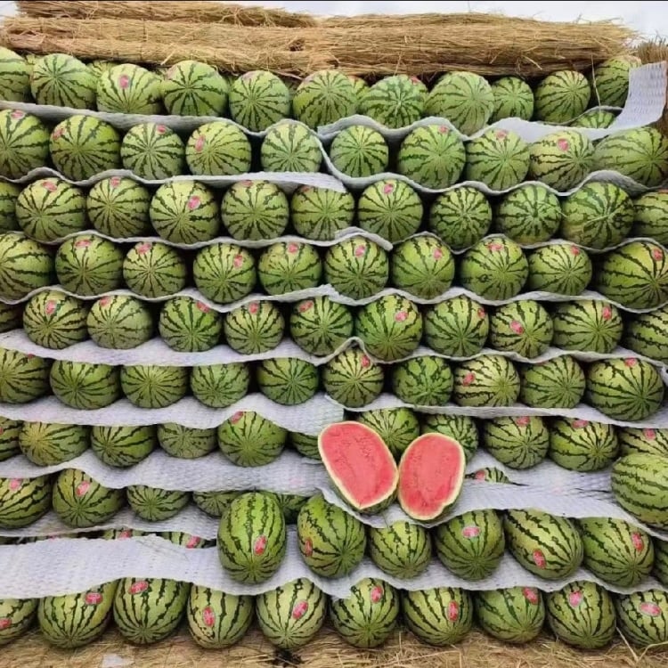 🔥⏰Last Day 70%OFF - 🍉Lazy Man's Watermelon Seeds