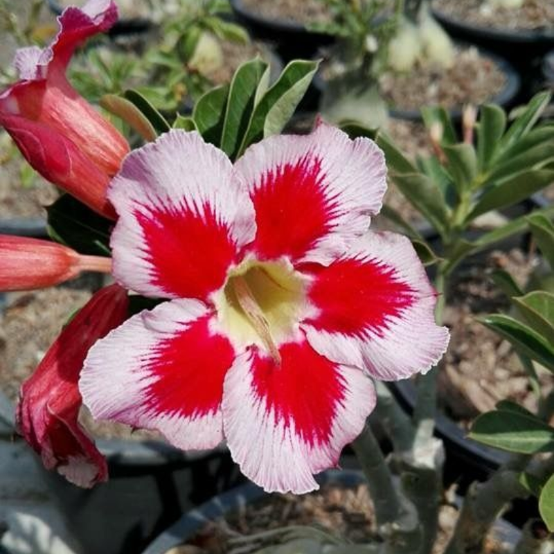 🎁Desert Rose Bulbs🌵Super easy care! 🌸 Adenium Obesum Bulbs