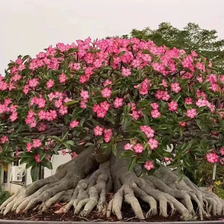 🎁Desert Rose Bulbs🌵Super easy care! 🌸 Adenium Obesum Bulbs