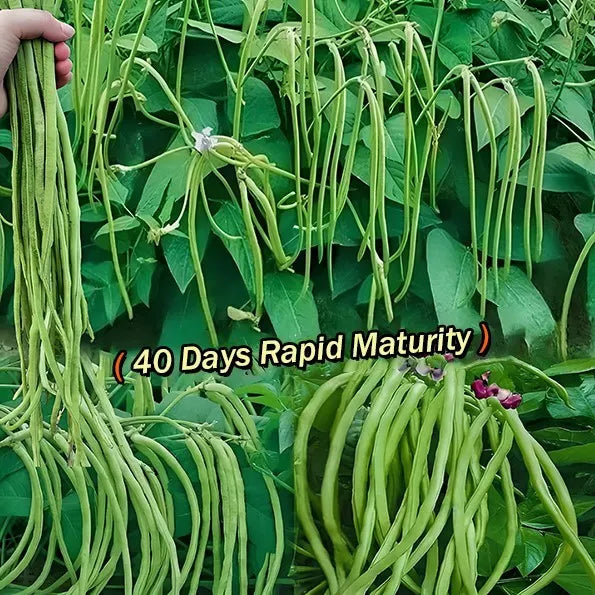 🫘Container Bush Beans Mascotte