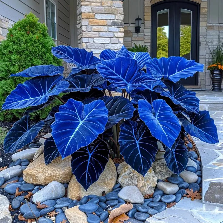 🌈 Giant Caladium Bulbs 🎊The color wizard that creates a dream garden 🌿✨