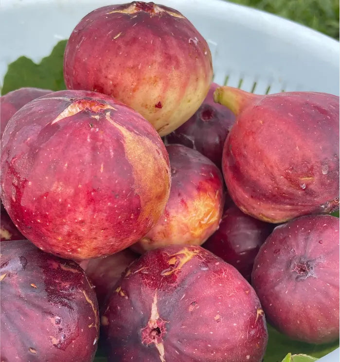 Fig Tree Seeds (Ficus carica). Sweet Fruit Shrub