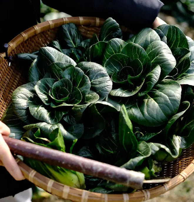 Black Pak Choi Seeds