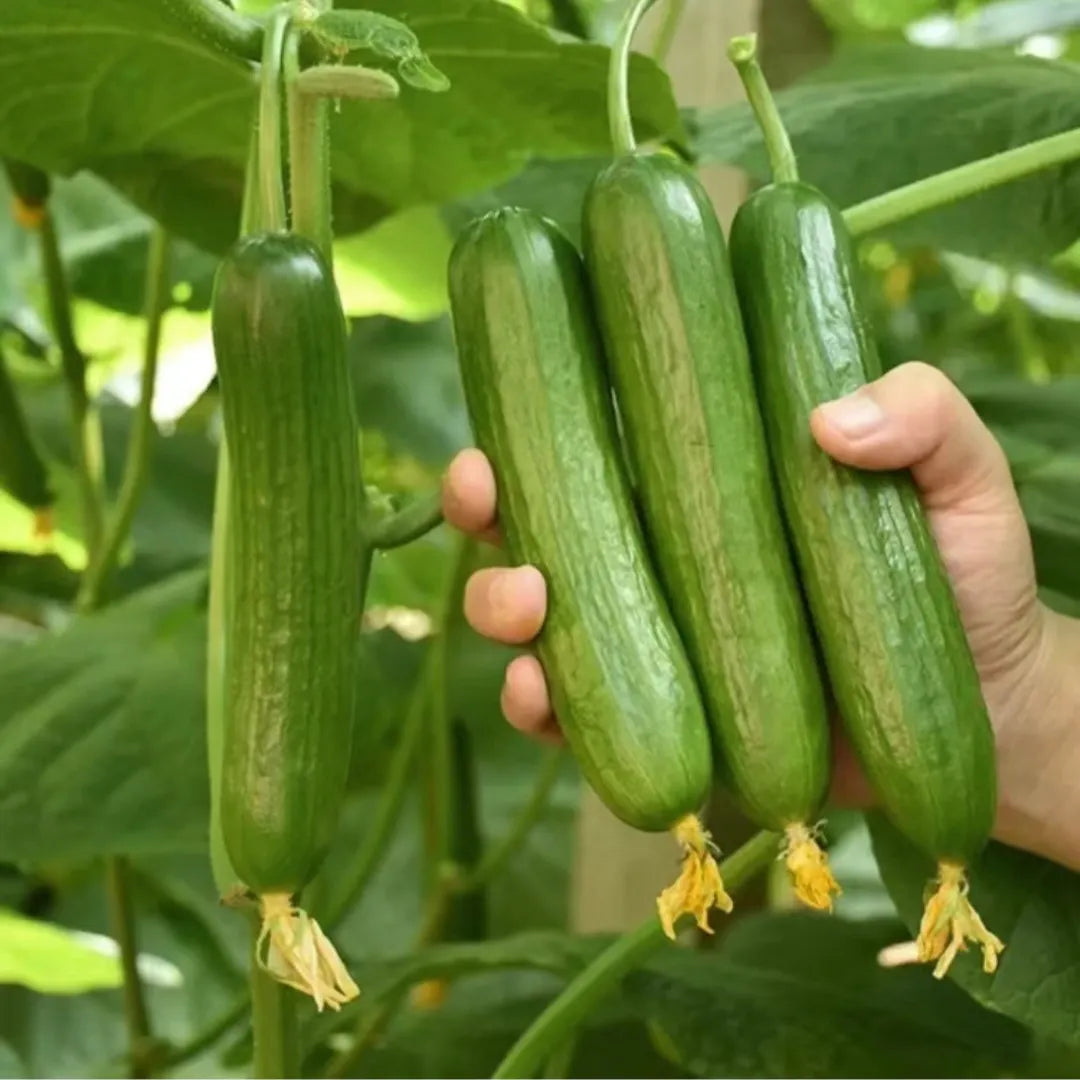 Creeping Cucumber Seeds