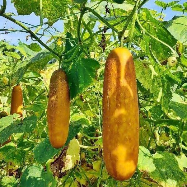 Old Cucumber Seeds