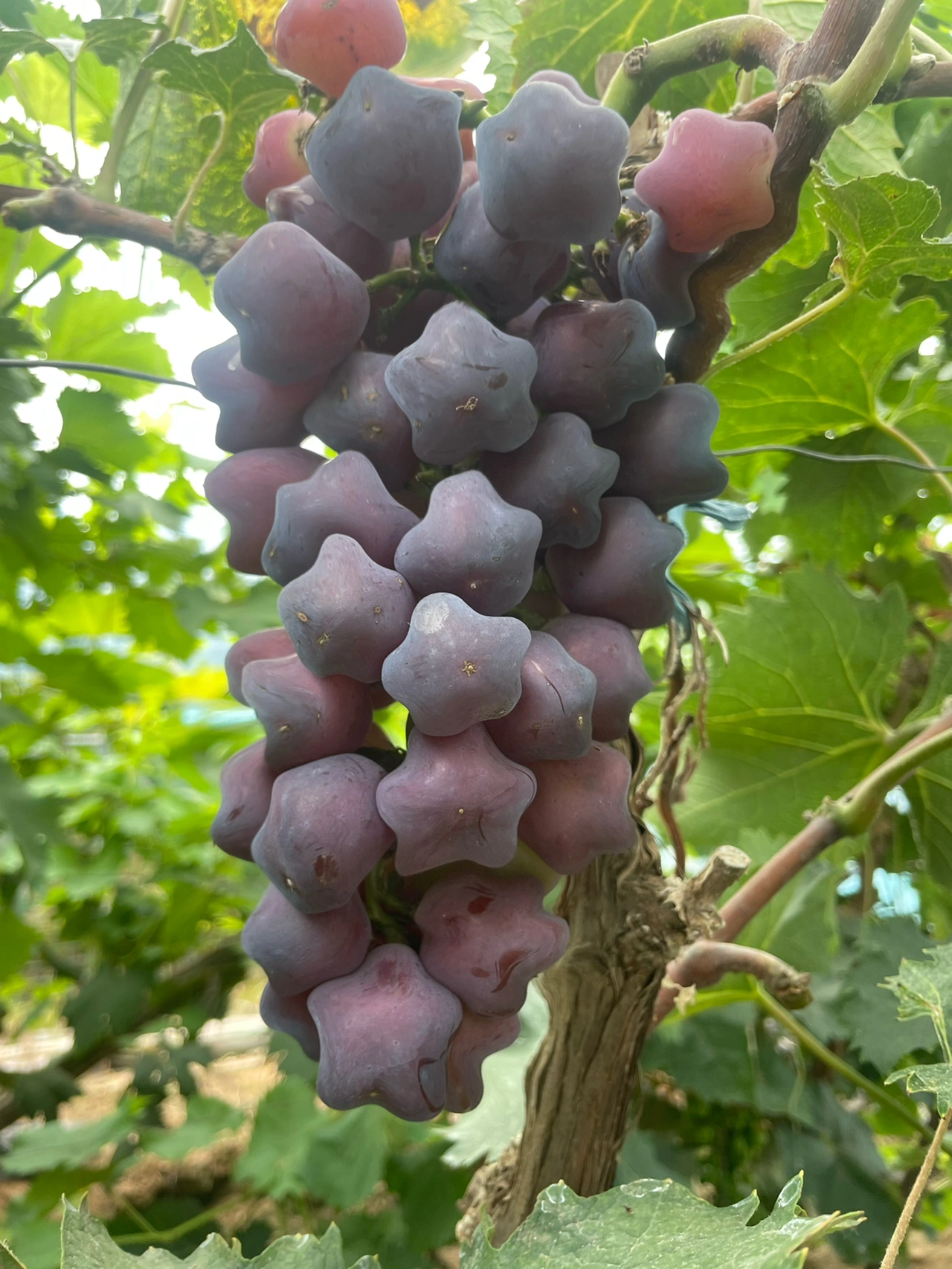 🎆Hot Sale🥂Rare And Beautiful Breed🌟Star Grape Seeds🍇