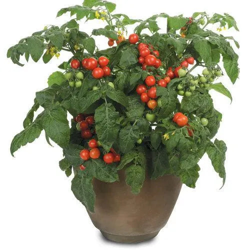 Tempting Tomatoes - Goodhearted