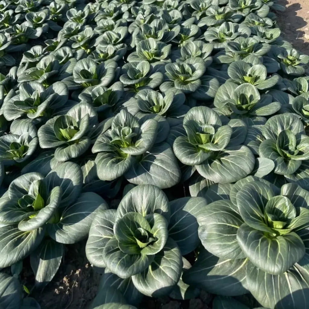 Black Pak Choi Seeds