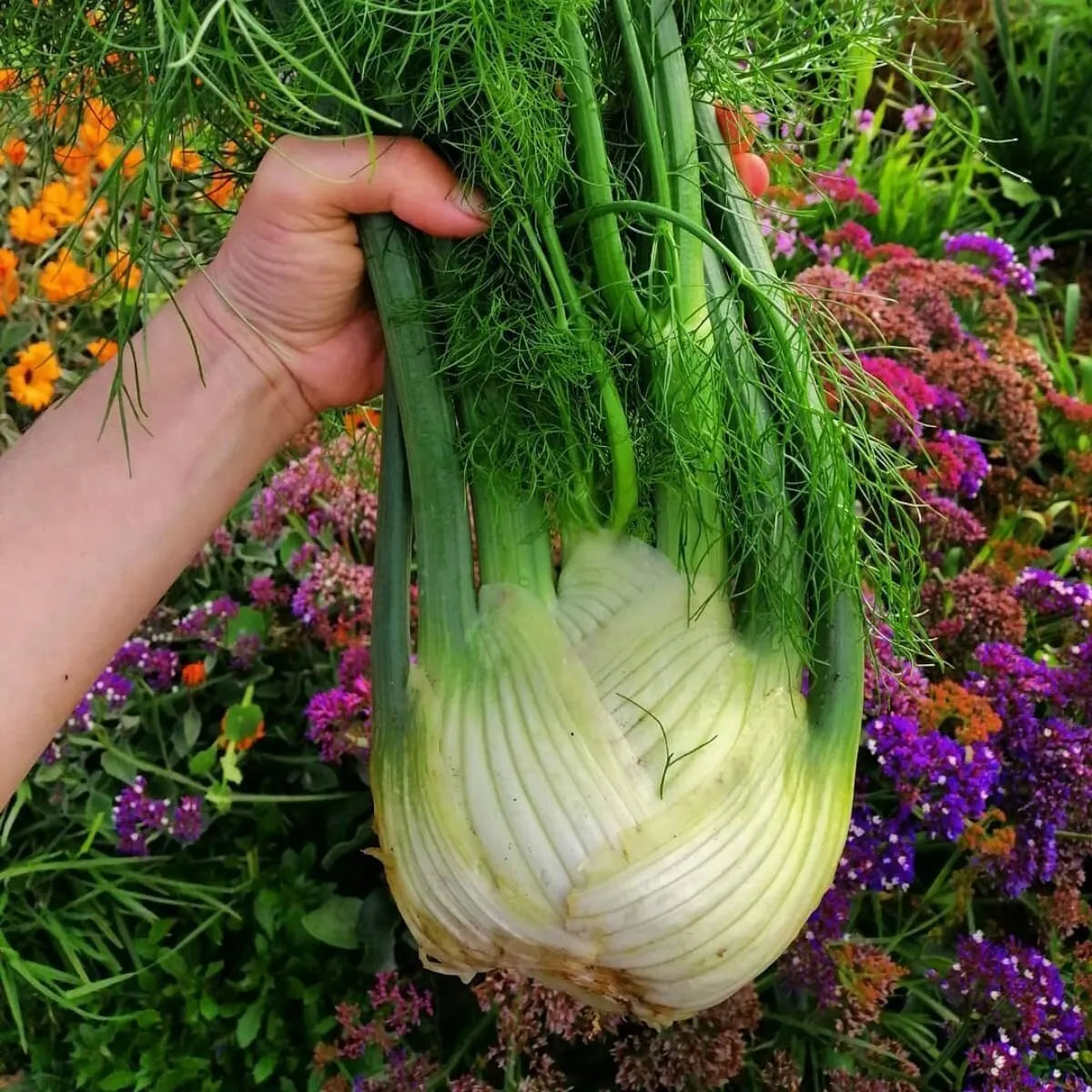 🌿✨ Bulbing Fennel Seeds – Flavorful. Fragrant. and Beautiful! 🍽️🌱