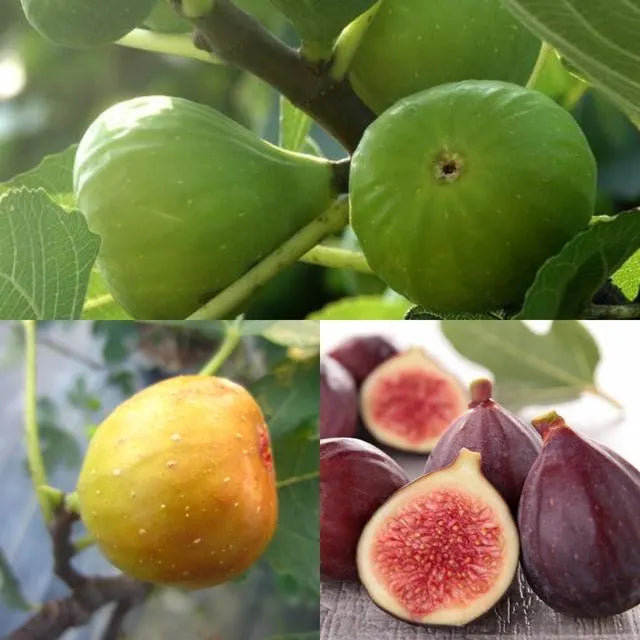 Fig Tree Seeds (Ficus carica). Sweet Fruit Shrub