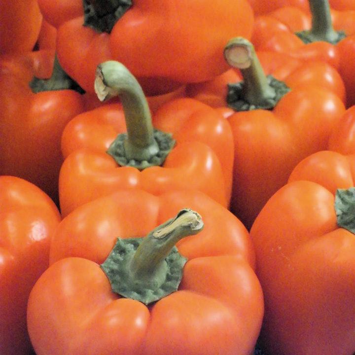 Pepper Milena F1 Organic