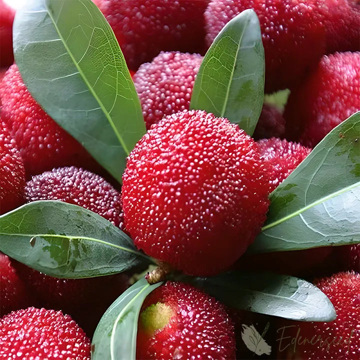 Himalayan Crystal White Bayberry Seeds