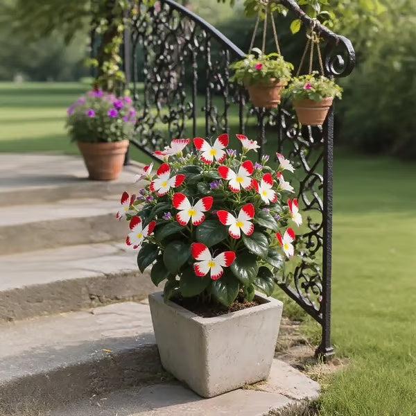 🏆 50K+ SOLD! 🦋🌸 Moonlight Butterfly Flower Seeds – Fall & Winter Planting. Perennial Blooms & Stunning Garden Elegance 🍂