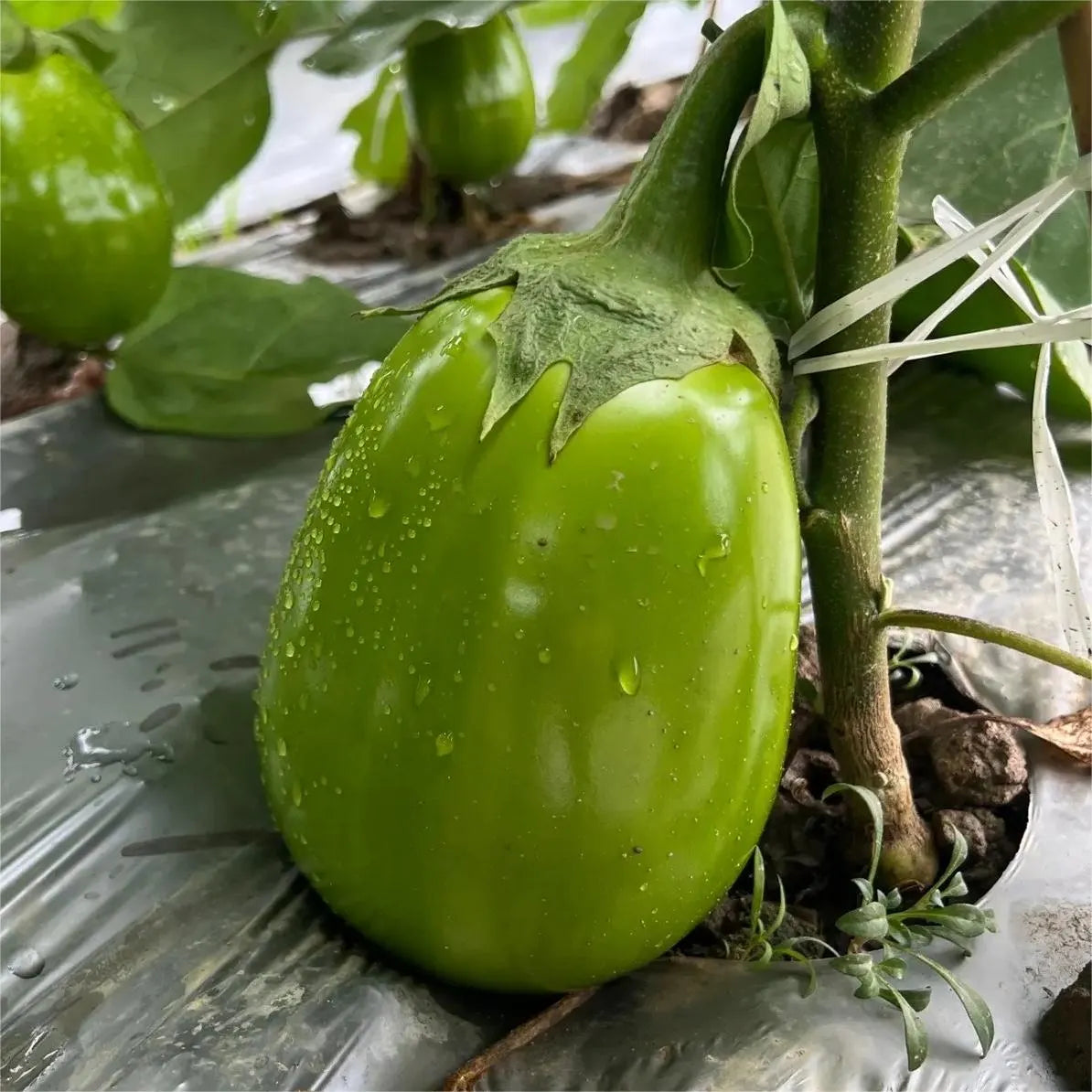 Green Can Eggplant Seeds