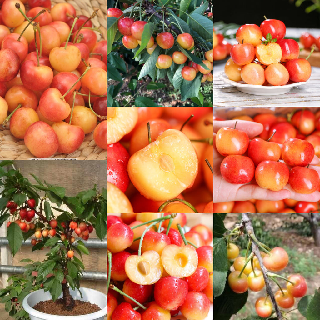 Rainier Cherry Fruit Seeds(🪴Buy 3 Get 1 Free🌿Can be planted in winter)
