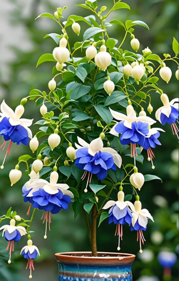 Fuchsia Seeds - Lantern flower
