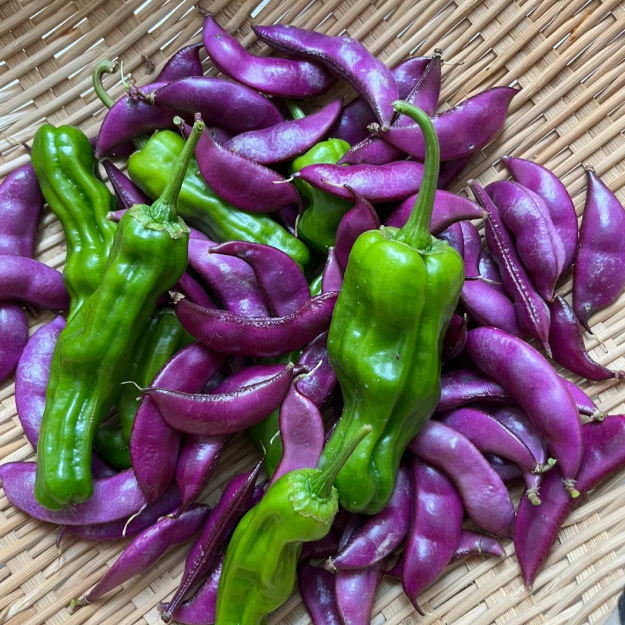 🫘Purple Gem Lentil