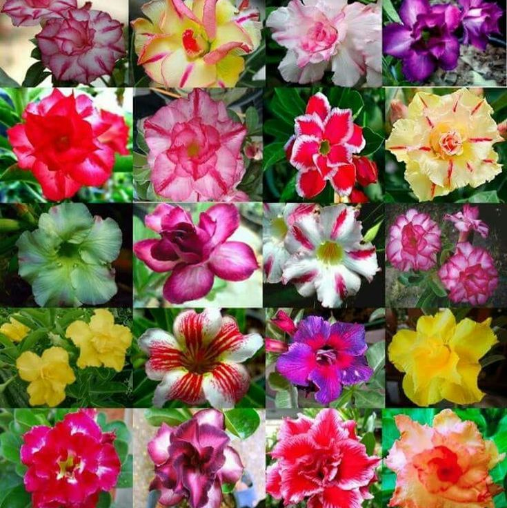 🎁Desert Rose Bulbs🌵Super easy care! 🌸 Adenium Obesum Bulbs