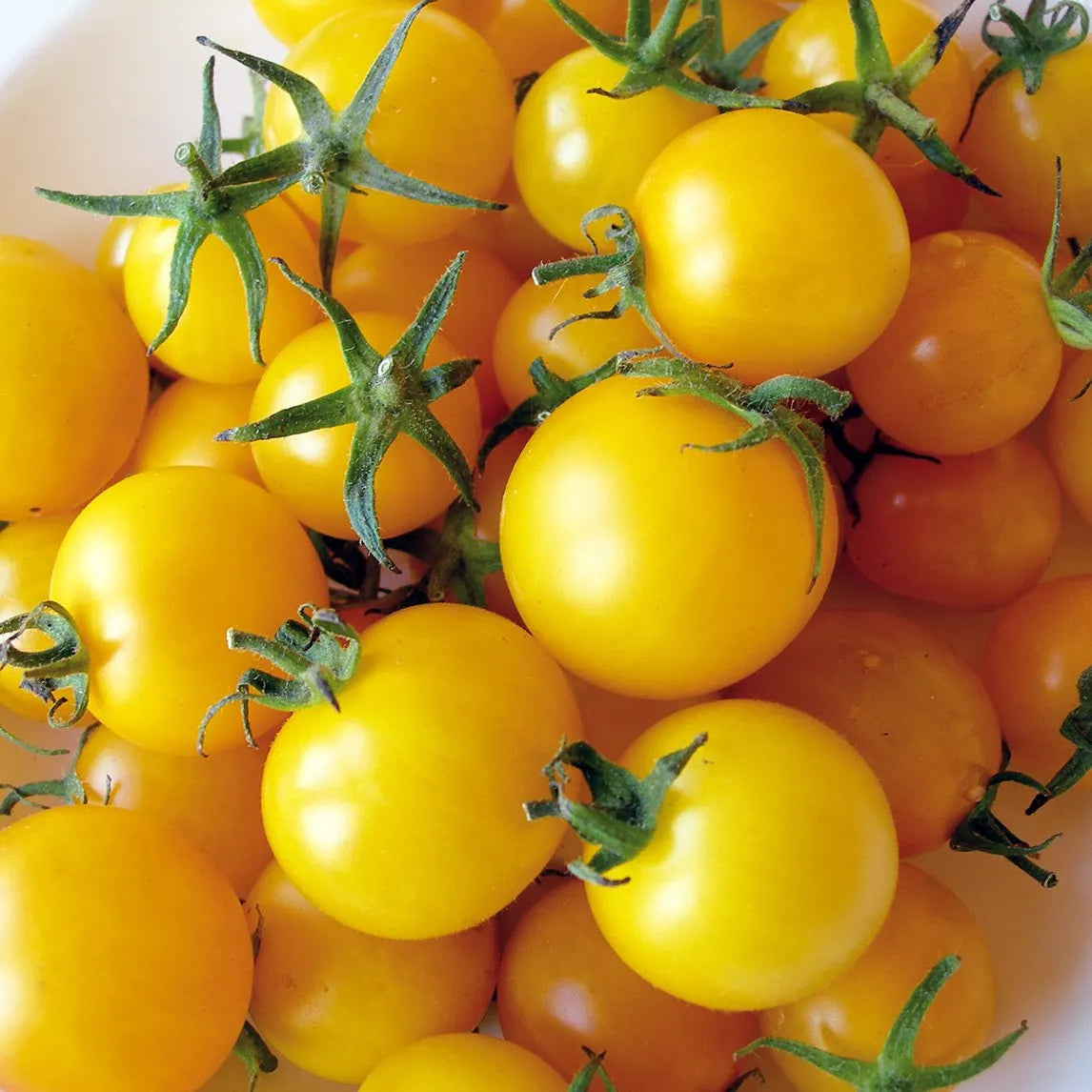 Waterfall Tomato Seeds