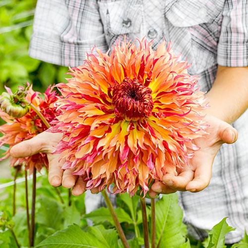 🌸Dinnerplate Dahlia Bulbs – Giant Show-Stopper Blooms