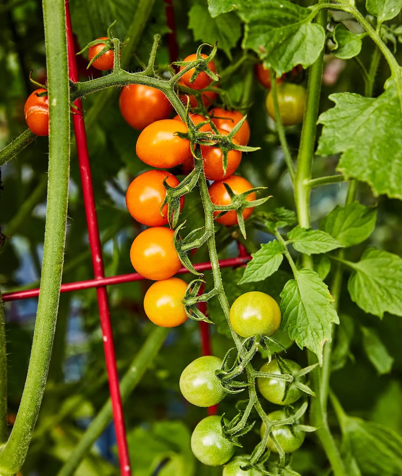 Sungold Tomato.Cherry Tomato Seeds