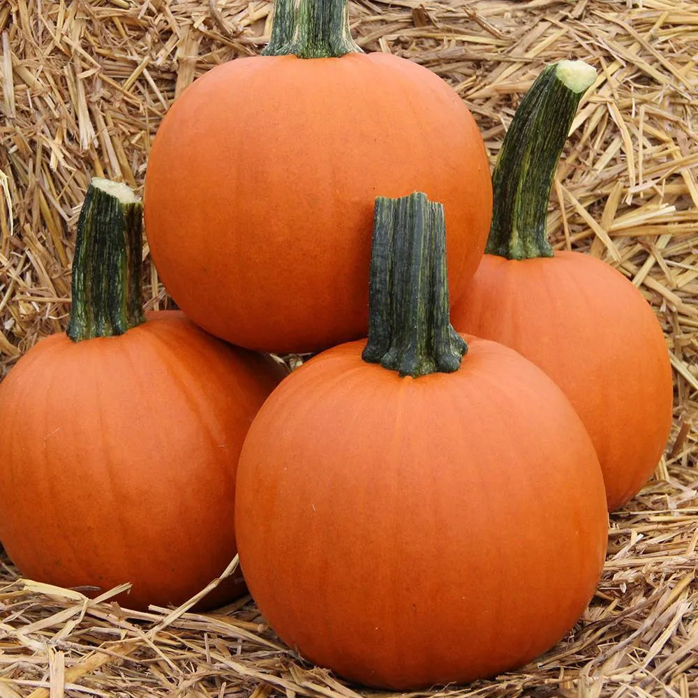 Pumpkin Bellatrix F1