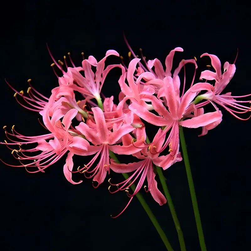 Spider Lily Bulbs-Multicolor🌈