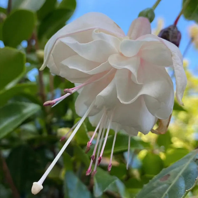 Fuchsia Seeds - Lantern flower