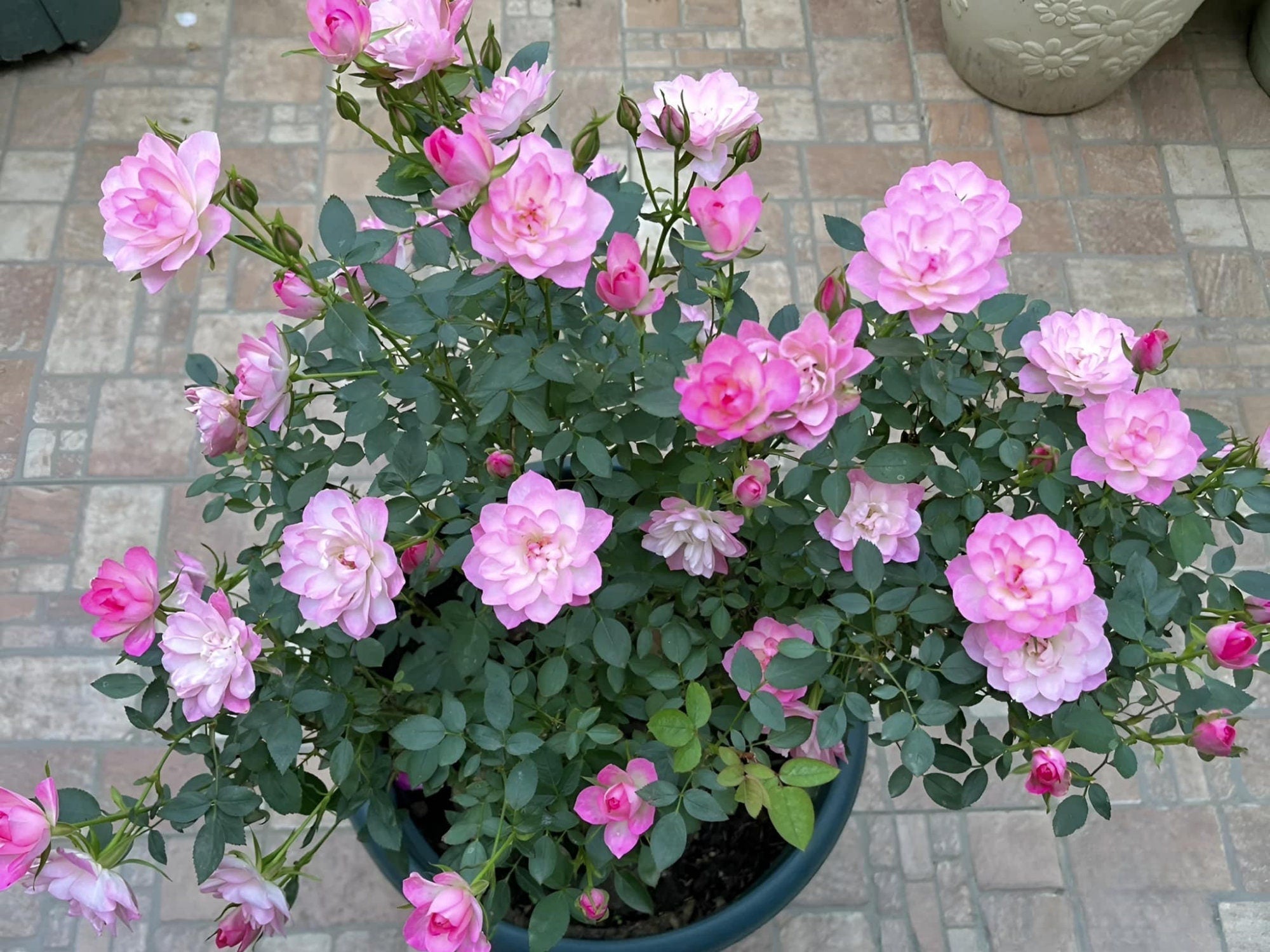 🌸Lotus Star Rose Seeds: Blooming All Year. Bringing Continuous Good Fortune🌸