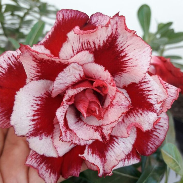 🎁Desert Rose Bulbs🌵Super easy care! 🌸 Adenium Obesum Bulbs
