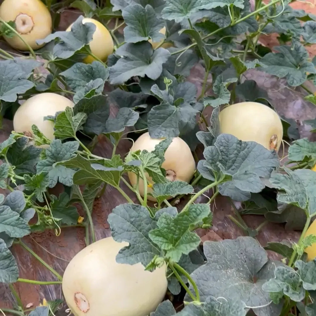 Lazy Melon Seeds