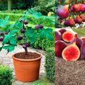 Fig Tree Seeds (Ficus carica). Sweet Fruit Shrub
