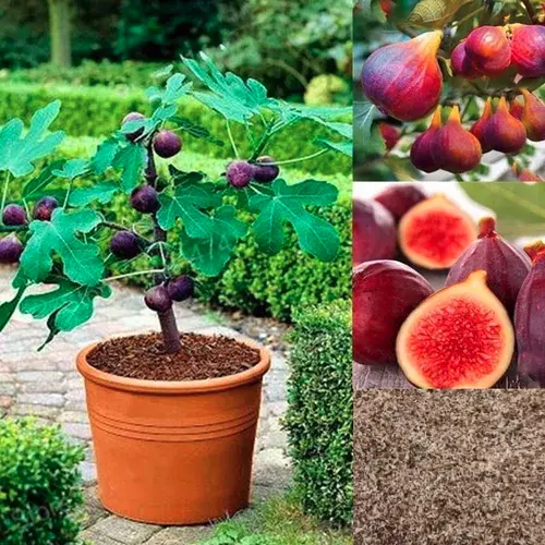 Fig Tree Seeds (Ficus carica). Sweet Fruit Shrub