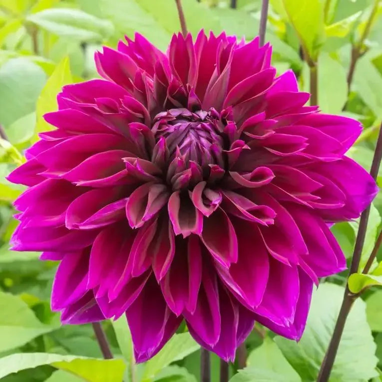 🌸Dinnerplate Dahlia Bulbs – Giant Show-Stopper Blooms