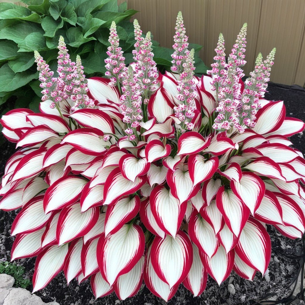 🌿 Rare Hosta Seeds — Premium. Shade-Loving Perennials with Lush Foliage🌈