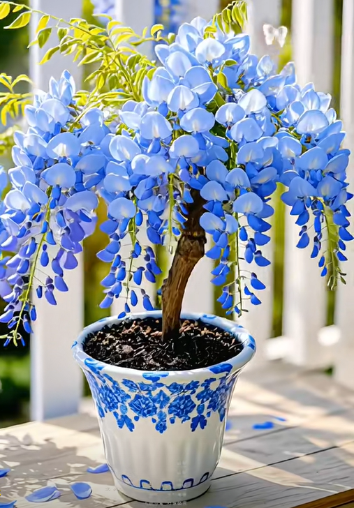 🇺🇸 Celebrate America's 250th with Red. White & Blue Wisteria Seeds 🌸