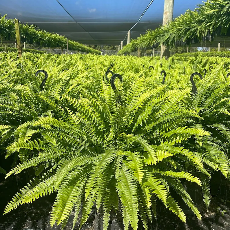 🌱 UV Resistant Ferns Artificial Plants Large for Planters. Office & Home Decor. Outdoor & Indoor