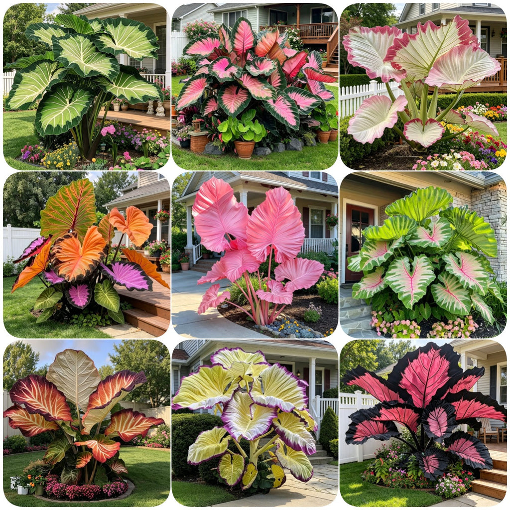 🌈 Giant Caladium Bulbs 🎊The color wizard that creates a dream garden 🌿✨