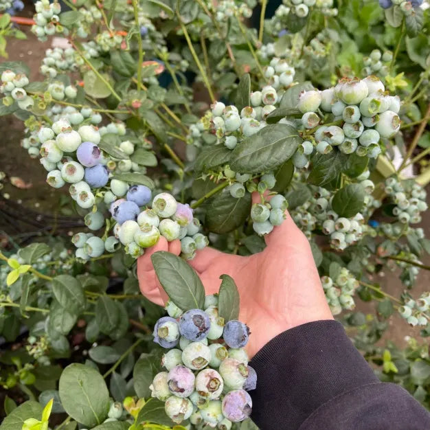 🫐 Sweet Ice Blueberry - Year-Round Harvest - Home Potted Plant - Balcony Backyard