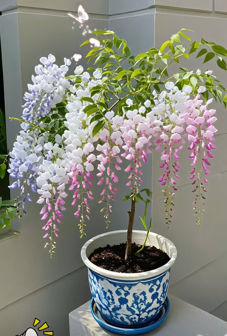 🇺🇸 Celebrate America's 250th with Red. White & Blue Wisteria Seeds 🌸