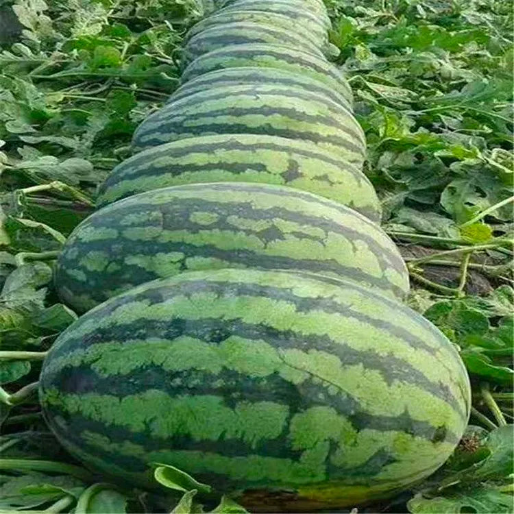 🍈Lazy Seedless Watermelon